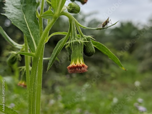 Crassocephalum crepidioides in tropical nature photo