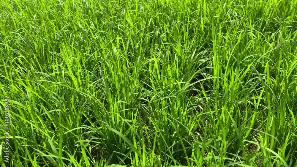 Vibrant Green Grass Field Vibrant Green Grass Field