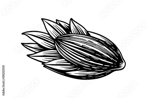 hand drawn isolated illustration food ingredient