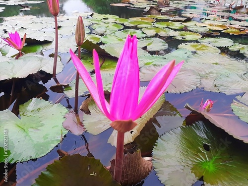 Lotus Flower in the Pond