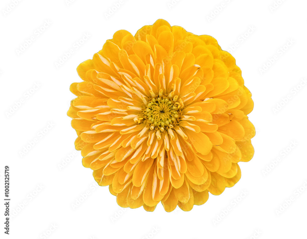 Peruvian zinnia flower in the summer. Zinnia peruviana isolated Peruvian zinnia flower in the summer. Zinnia peruviana isolated