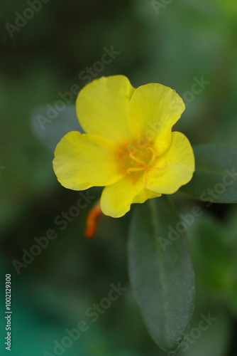 黄色いスベリヒユの花