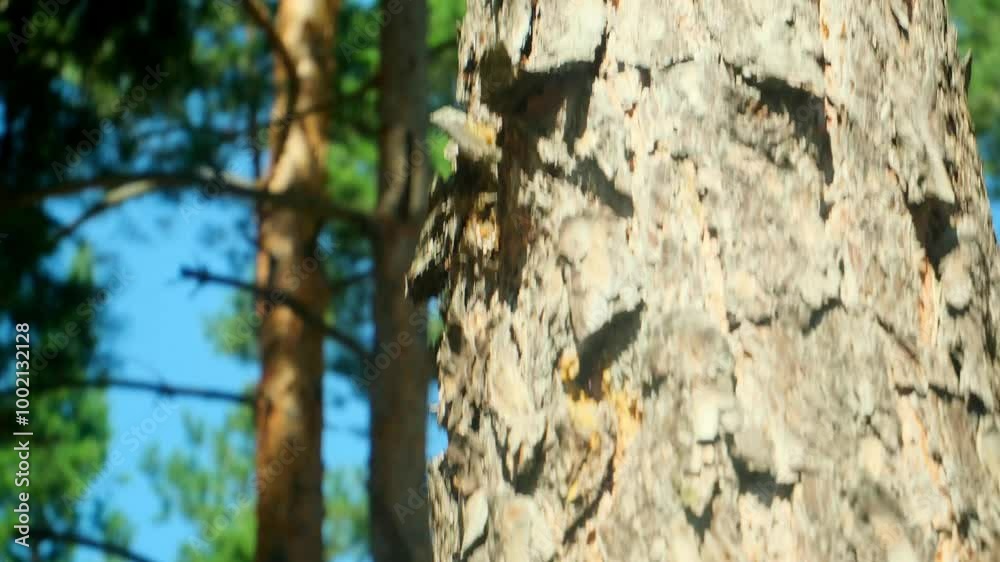Bottom view of a big pine tree in a forest. Crowns of trees with bright morning sunrays. Looking from top to the bottom. Bottom view of a big pine tree in a forest. Crowns of trees with bright morning sunrays. Looking from top to the bottom.