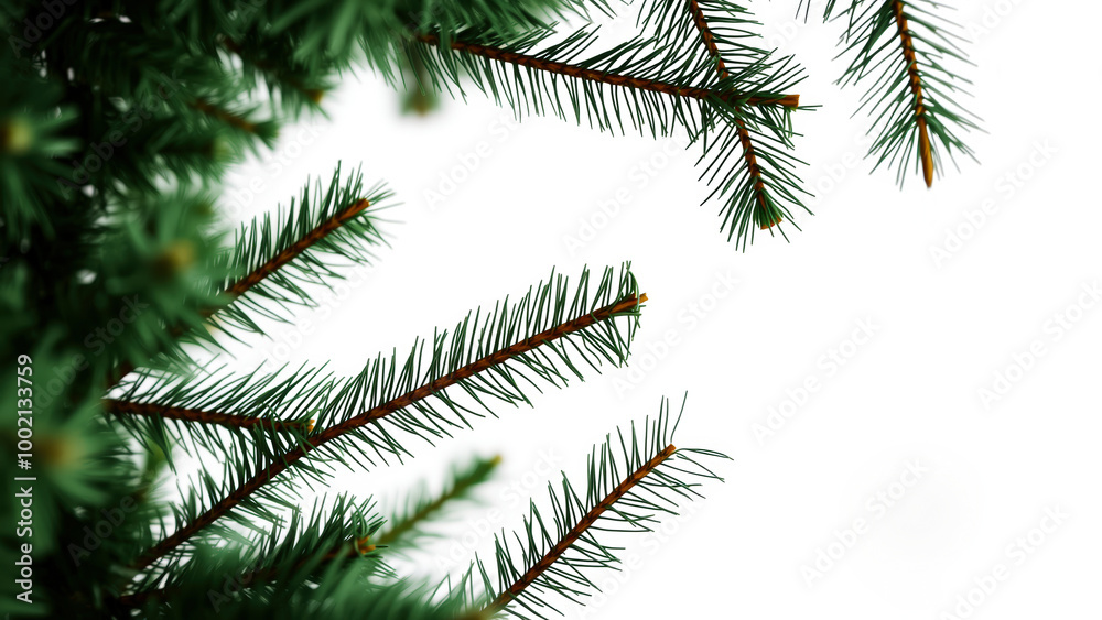 Obraz premium Green Pine Branches on White Background