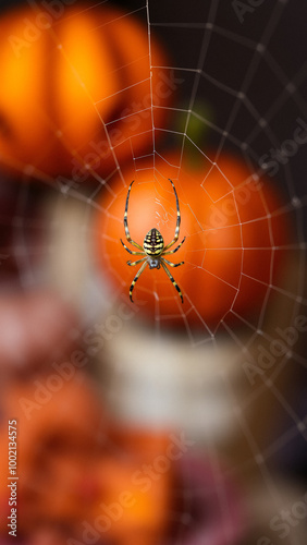 Spider in a Web photo