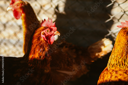 Eco Farm with Free-Range Chickens Sitting on the Fence – Healthy Brown Organic Chicken on Animal Farm. Close-up of Chickens in a Sunlit Coop.