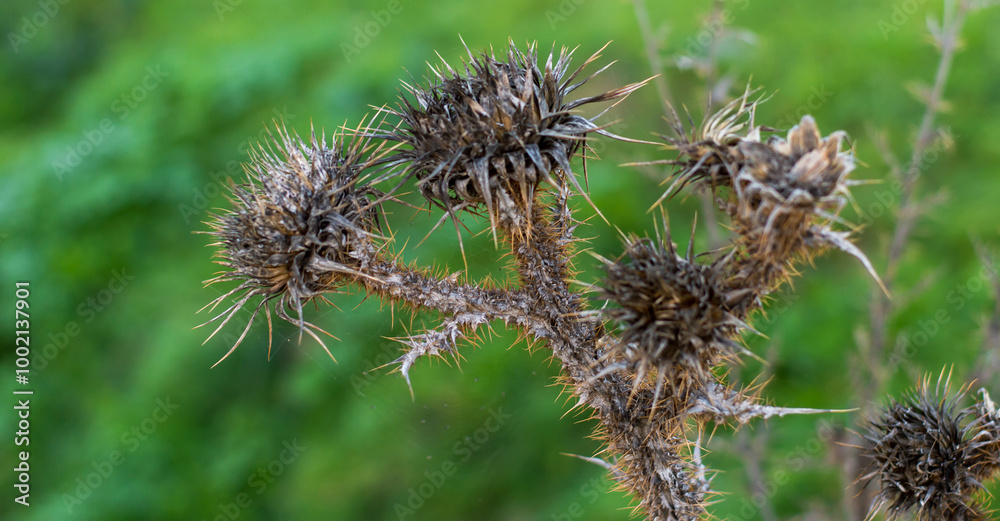 natural thorns dry plant on green blurred background natural thorns dry plant on green blurred background