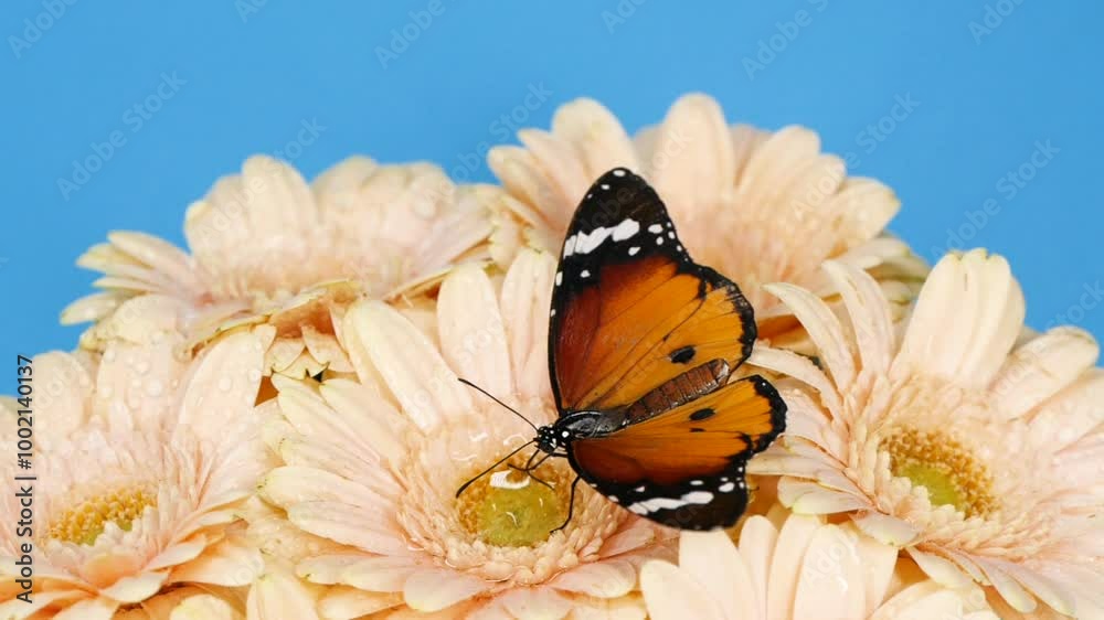 Close-up monarch butterfly opening wings on a daisy flowers on grey background