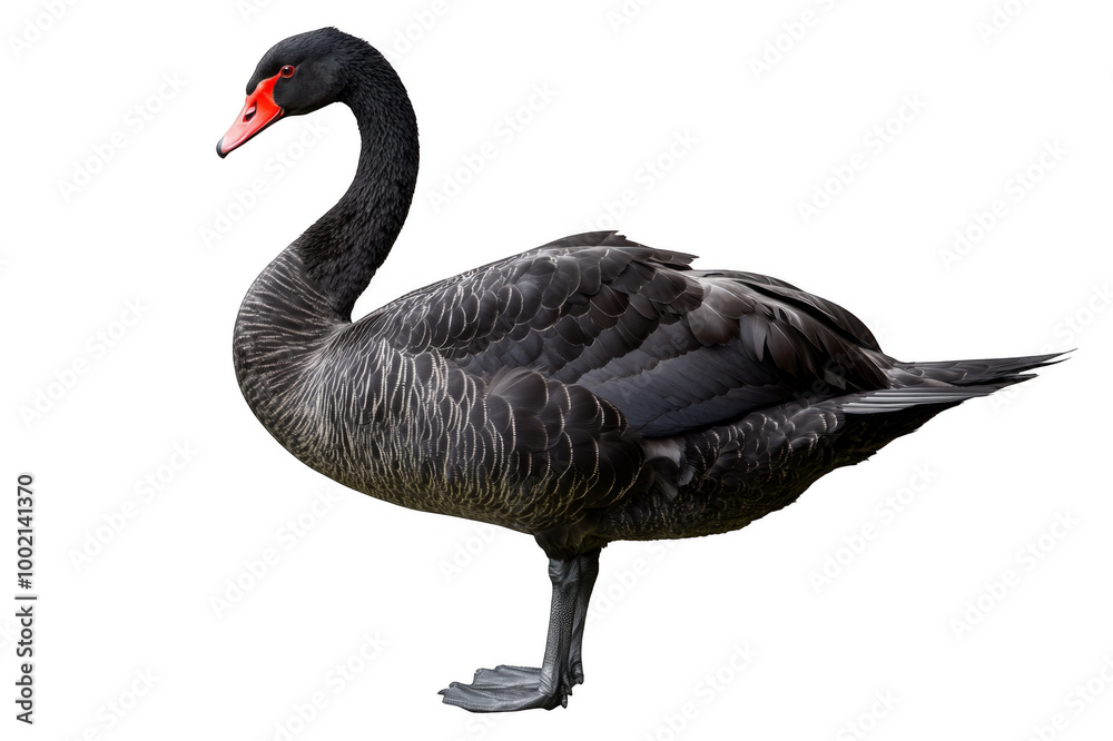 Obraz premium Black swan on transparent background
