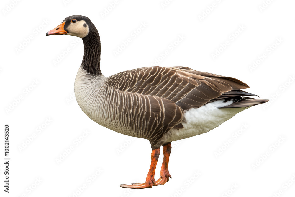 Goose in full growth on a transparent background