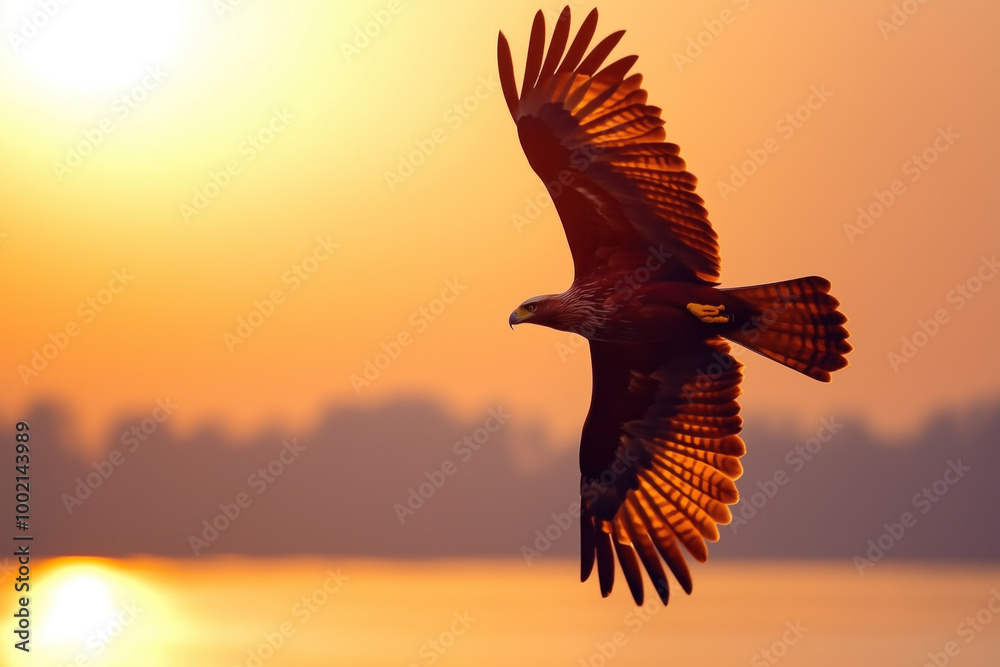 Obraz premium Sunset silhouette of a Brahminy kite soaring