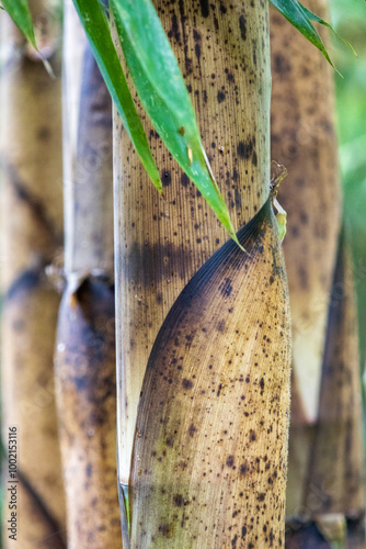 Detail of a bamboo in the bamboo plantations in Broques next to the town of Lapenne in Ariège in France. photo