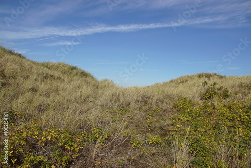 Fototapeta Naklejka Na Ścianę i Meble -  Close up sand dunes with Marram grass (Ammophila Arenaria), beach rose (Rosa rugosa) at Bergen aan Zee in the Netherlands. Blue sky. Autumn, September.