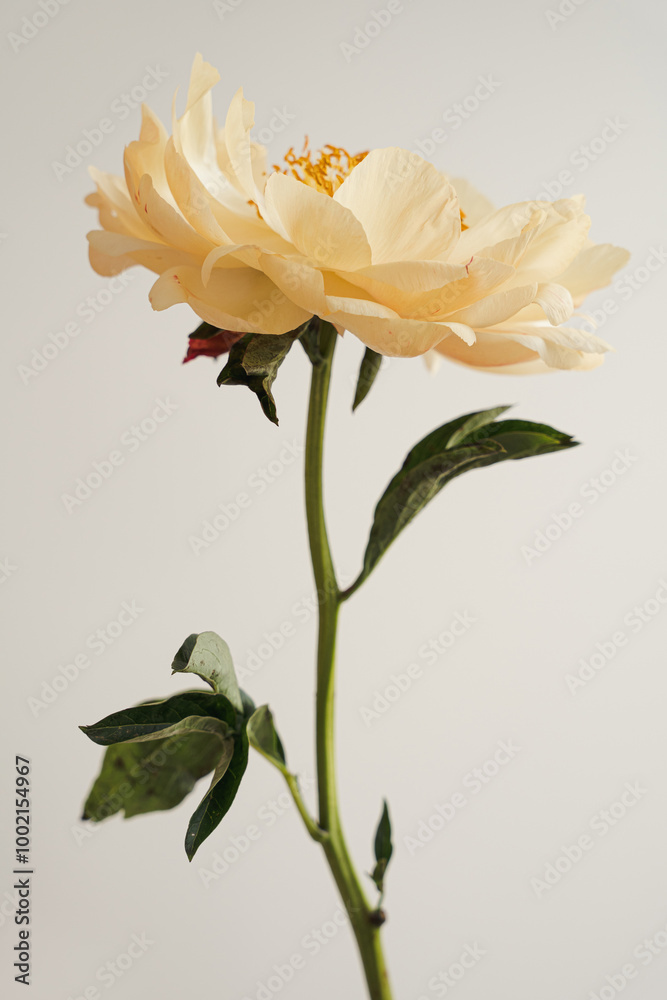 Obraz premium Elegant Close-Up of Yellow Peony Flower on a Long Stem Against Light Background. Soft Pastel Tones and Minimalist Style for a Serene and Graceful Floral Aesthetic