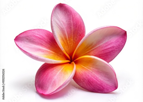 Delicate Pink Tropical Frangipani Flower Isolated on a Clean White Background for Floral Designs