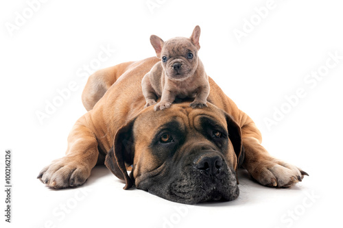 Boerboel and bouledogue in studio photo