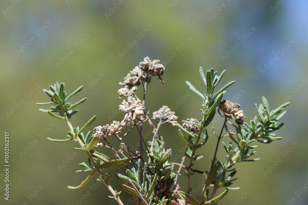Teucrium polium is a sub-shrub and herb native to the western Mediterranean region Teucrium polium is a sub-shrub and herb native to the western Mediterranean region