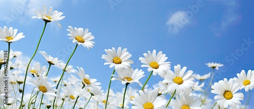 Chamomile against the sky with space for text