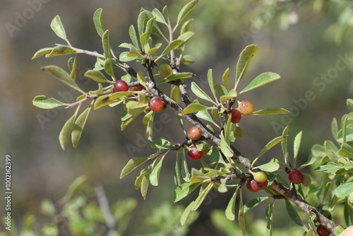 Rhamnus lycioides is a shrub up to about 1 metre tall photo