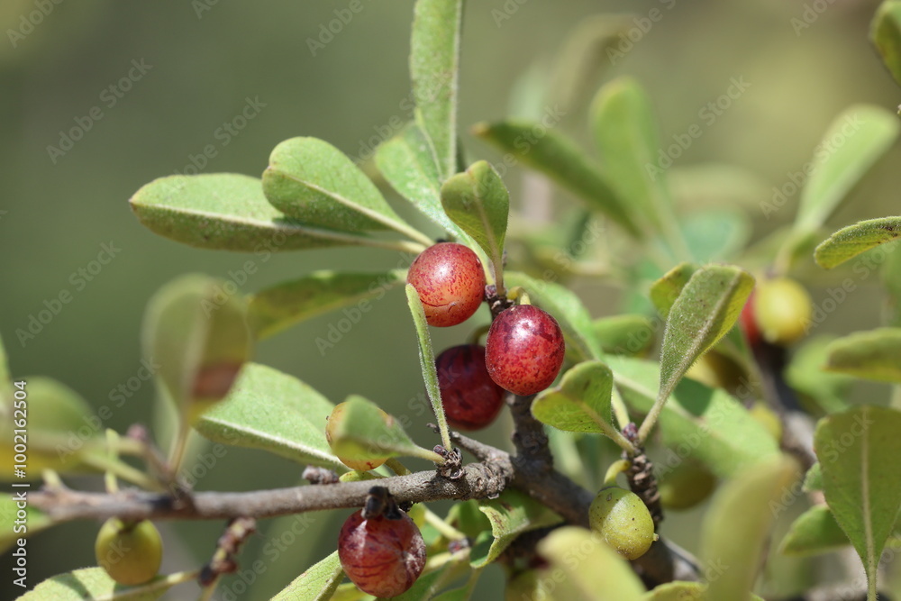 Rhamnus lycioides is a shrub up to about 1 metre tall Rhamnus lycioides is a shrub up to about 1 metre tall