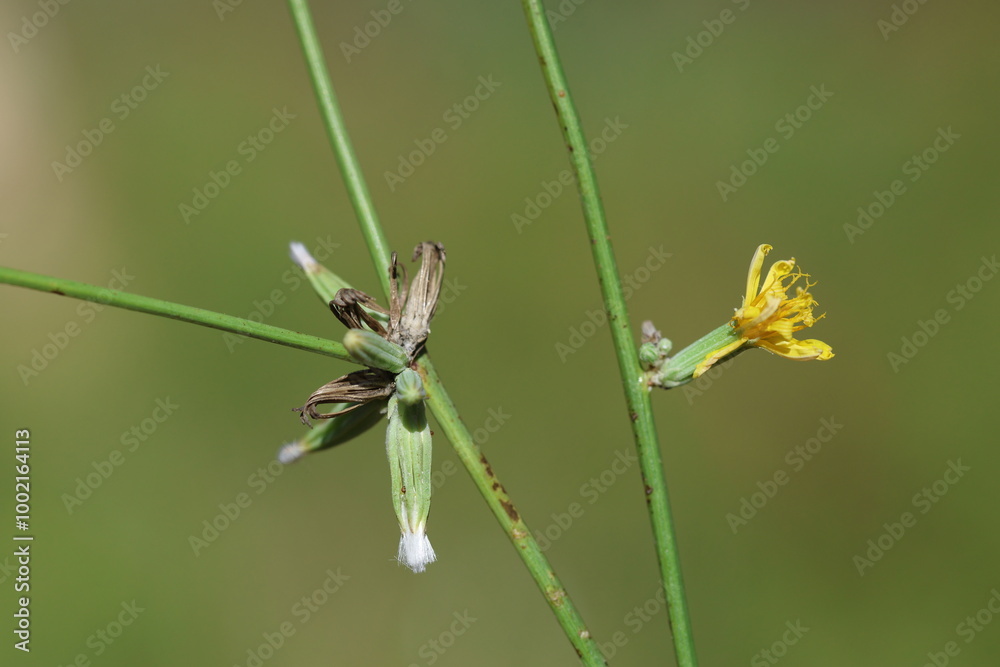Chondrilla juncea is a species of flowering plant in the family Asteraceae Chondrilla juncea is a species of flowering plant in the family Asteraceae