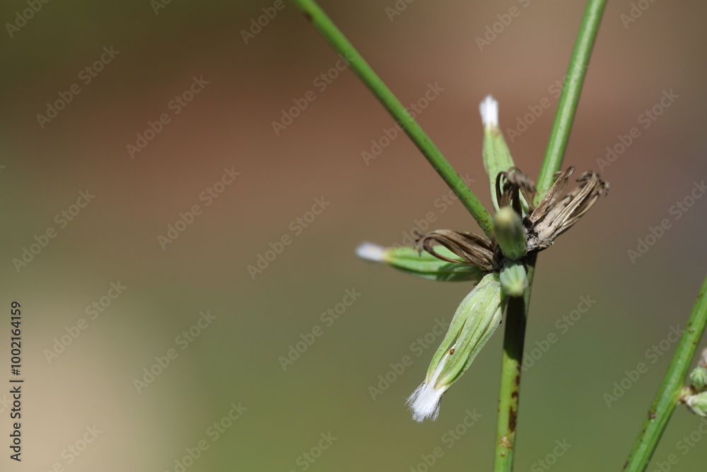 Chondrilla juncea is a species of flowering plant in the family Asteraceae Chondrilla juncea is a species of flowering plant in the family Asteraceae