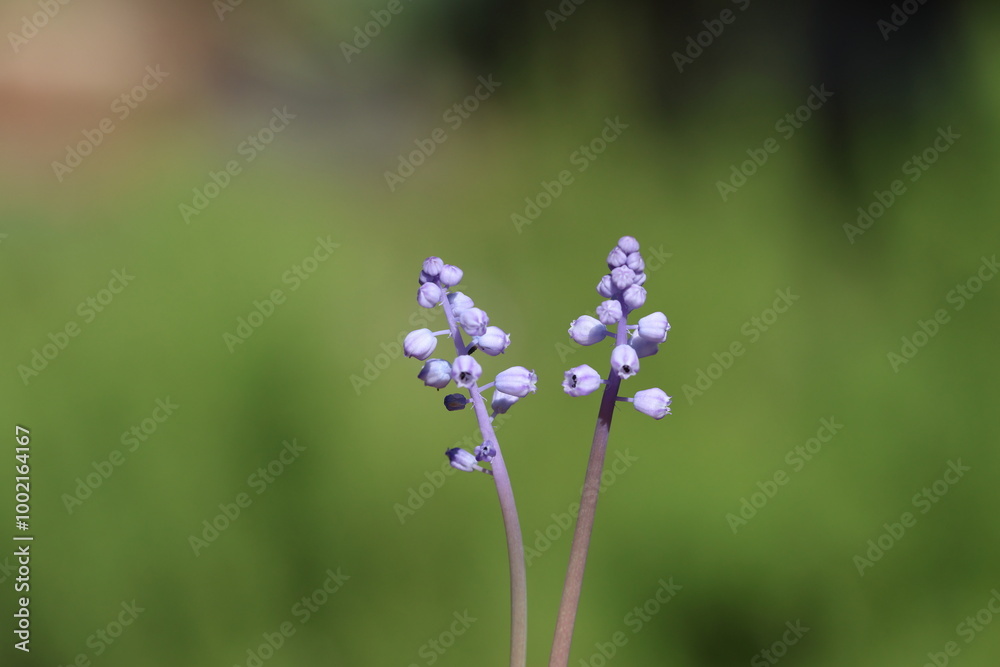 muscari parviflorum flowers in september muscari parviflorum flowers in september