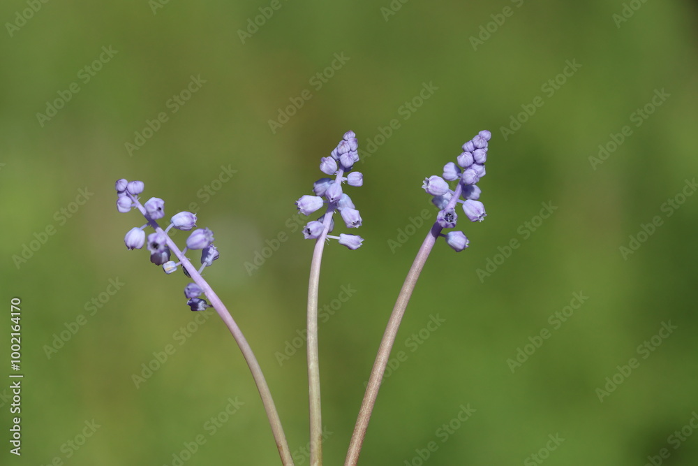 muscari parviflorum flowers in september muscari parviflorum flowers in september