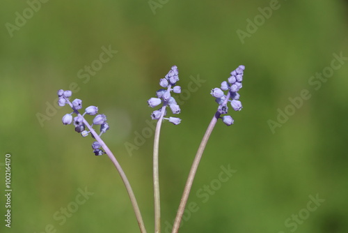 muscari parviflorum flowers in september