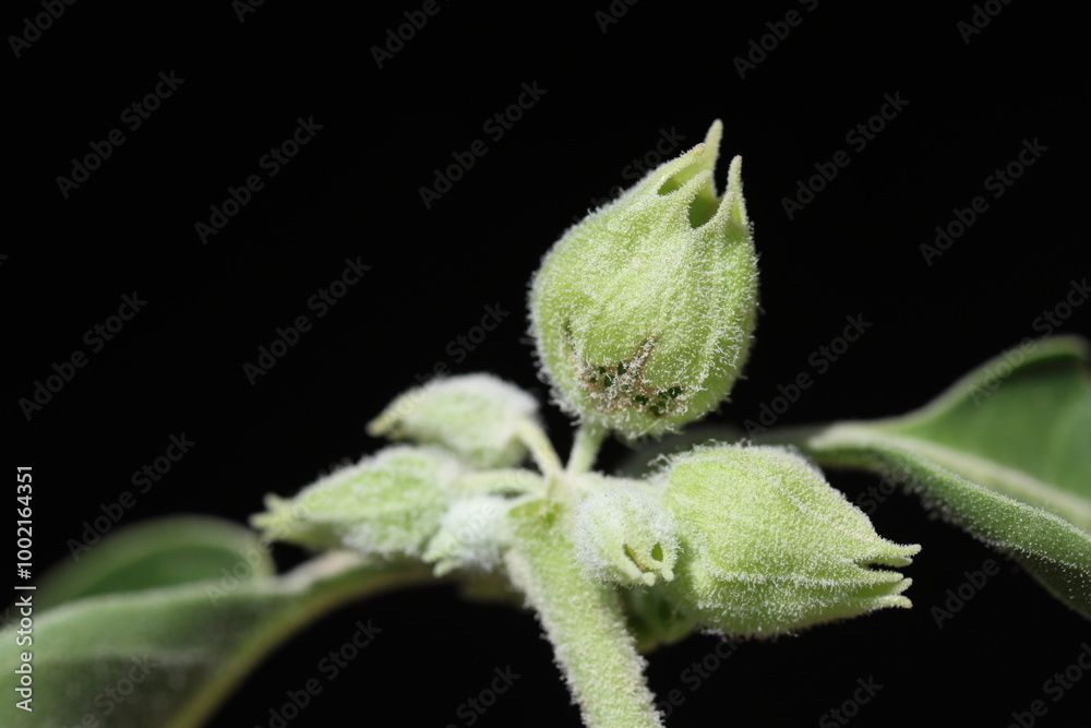 Withania somnifera is an evergreen shrub in the Solanaceae Withania somnifera is an evergreen shrub in the Solanaceae
