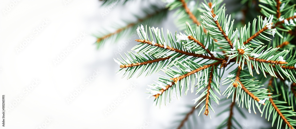 Snowy Pine Branch Snowy Pine Branch