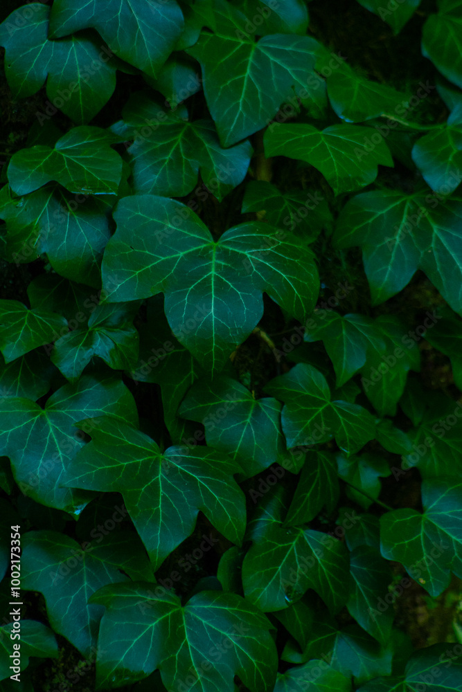 Ivy leaves. Green leafy background. Climbing plant
