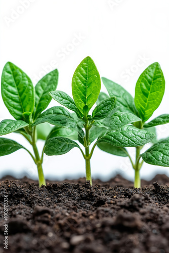 A close up of a small plant growing out of the ground