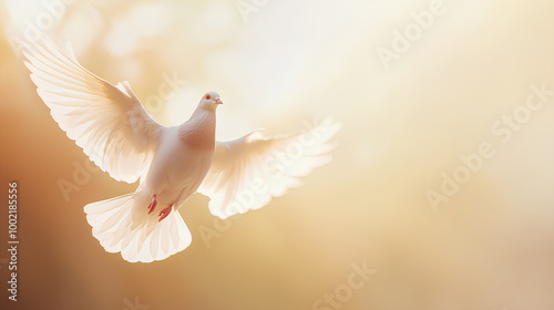 White dove flies through the air