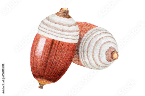 色鉛筆で描いたドングリ