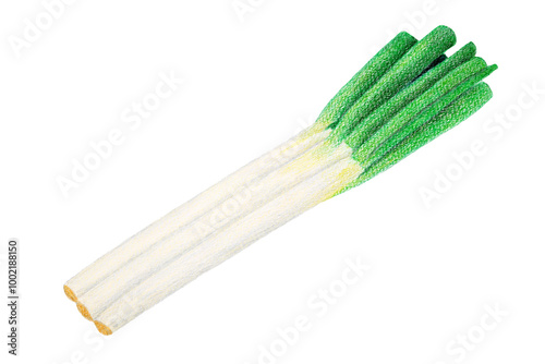 色鉛筆で描いた長ネギ