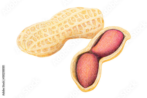 色鉛筆で描いたピーナッツ