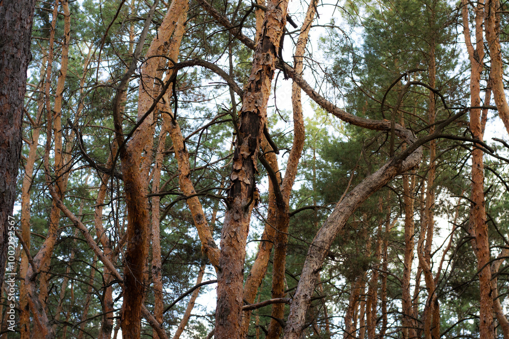 Landscape image of a tourist road in a pine forest. Pleasant relaxation for trips, Nordic walking, walking in the fresh air, away from the noise of the city, in silence and tranquility. Landscape image of a tourist road in a pine forest. Pleasant relaxation for trips, Nordic walking, walking in the fresh air, away from the noise of the city, in silence and tranquility.