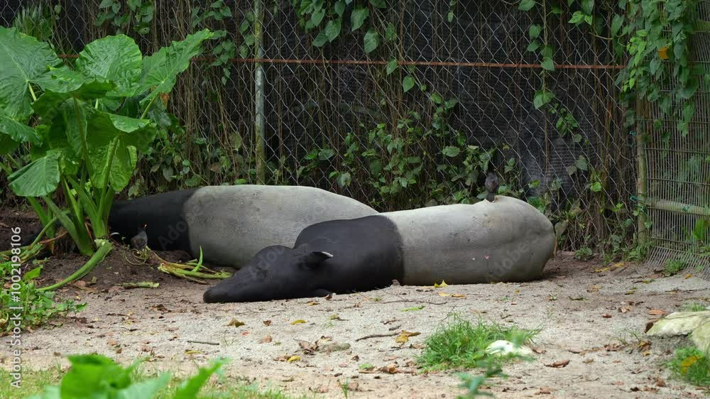 Two Malayan tapir (tapirus indicus) lying down and resting on the ground in the enclosure, a symbiotic relationship with cleaner birds, Javan myna, (Acridotheres javanicus) removing ticks from its fur Two Malayan tapir (tapirus indicus) lying down and resting on the ground in the enclosure, a symbiotic relationship with cleaner birds, Javan myna, (Acridotheres javanicus) removing ticks from its fur