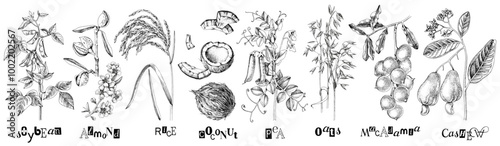 Plants collection for plant based milk package design