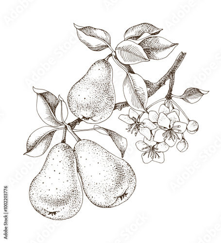 Pear tree branch hand drawn vector