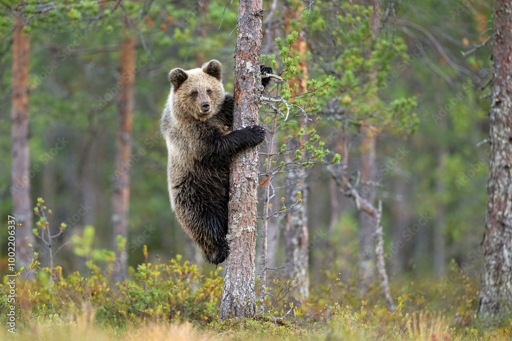 Fototapeta premium Brown bear cub on a tree