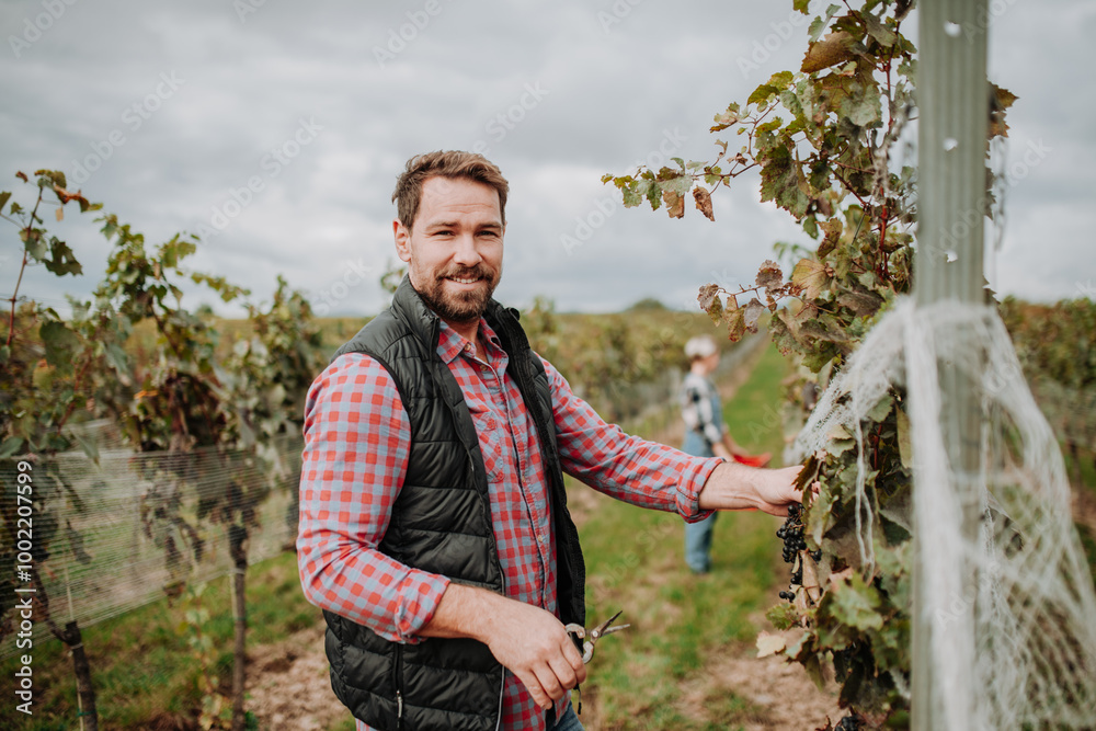Fototapeta premium Man holding gardening shears and picking grapes from grapevine. Manual grape harvesting in family-run vineyard.