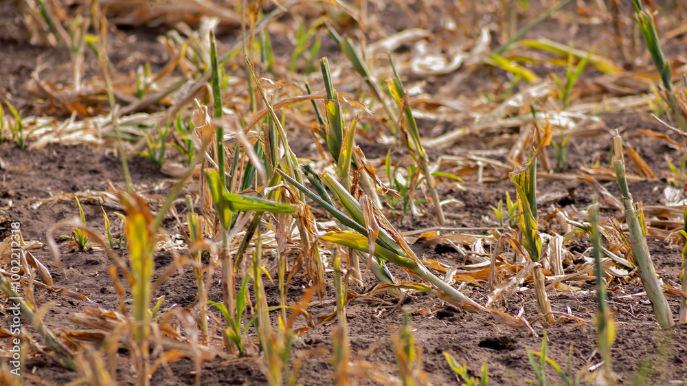 Withered crops suffering from drought on arid farmland symbolize climate change and agricultural challenges in rural areas
