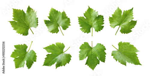 Grape leaf, green grape leaves, grape leafs with green colors isolated on transparent background cutout, PNG file. mockup template