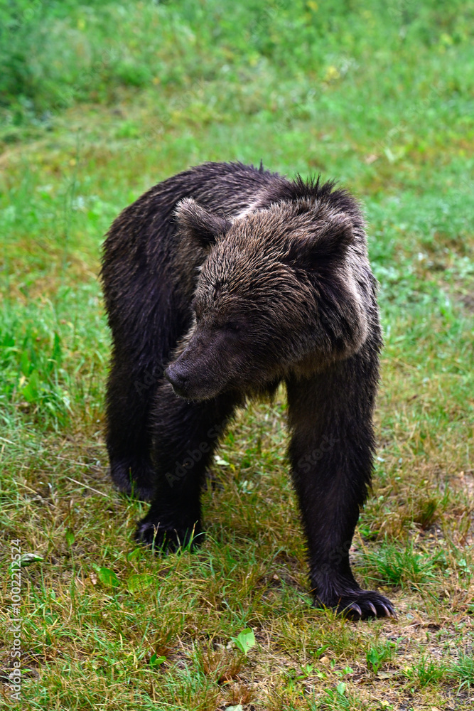 Europäischer Braunbär (Ursus arctos arctos) - Karpaten, Rumänien // European brown bear - Carpathians, Romania Europäischer Braunbär (Ursus arctos arctos) - Karpaten, Rumänien // European brown bear - Carpathians, Romania