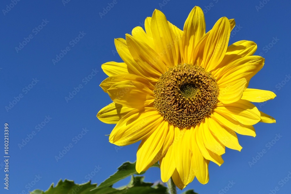 Sonnenblume vor einem schönen blauen Himmel. Sonnenblume vor einem schönen blauen Himmel.