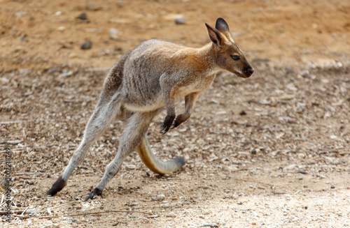 A kangaroo is running through the dirt