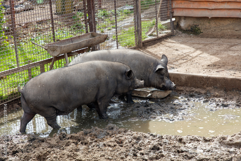 Two pigs are standing in a muddy pond Two pigs are standing in a muddy pond