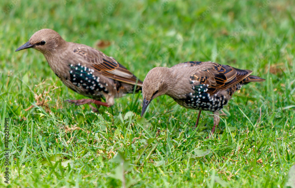 Two birds are standing in a grassy field Two birds are standing in a grassy field